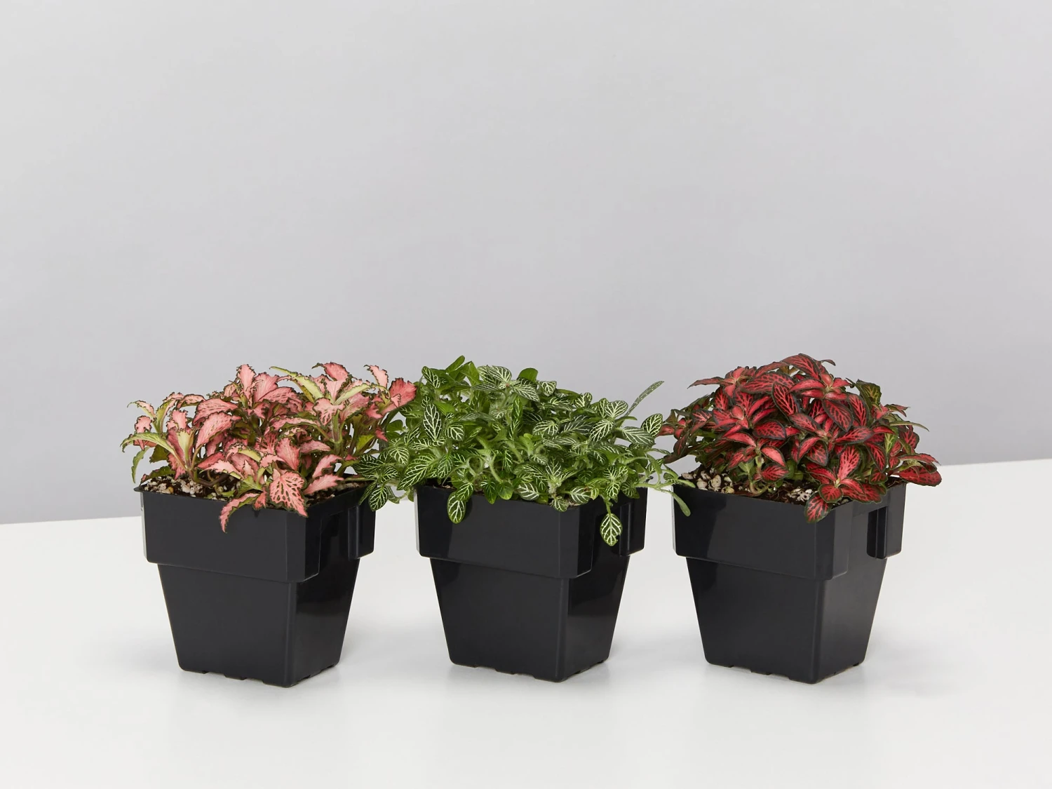 Assorted Box Of Nerve Plants - Large - Image 2