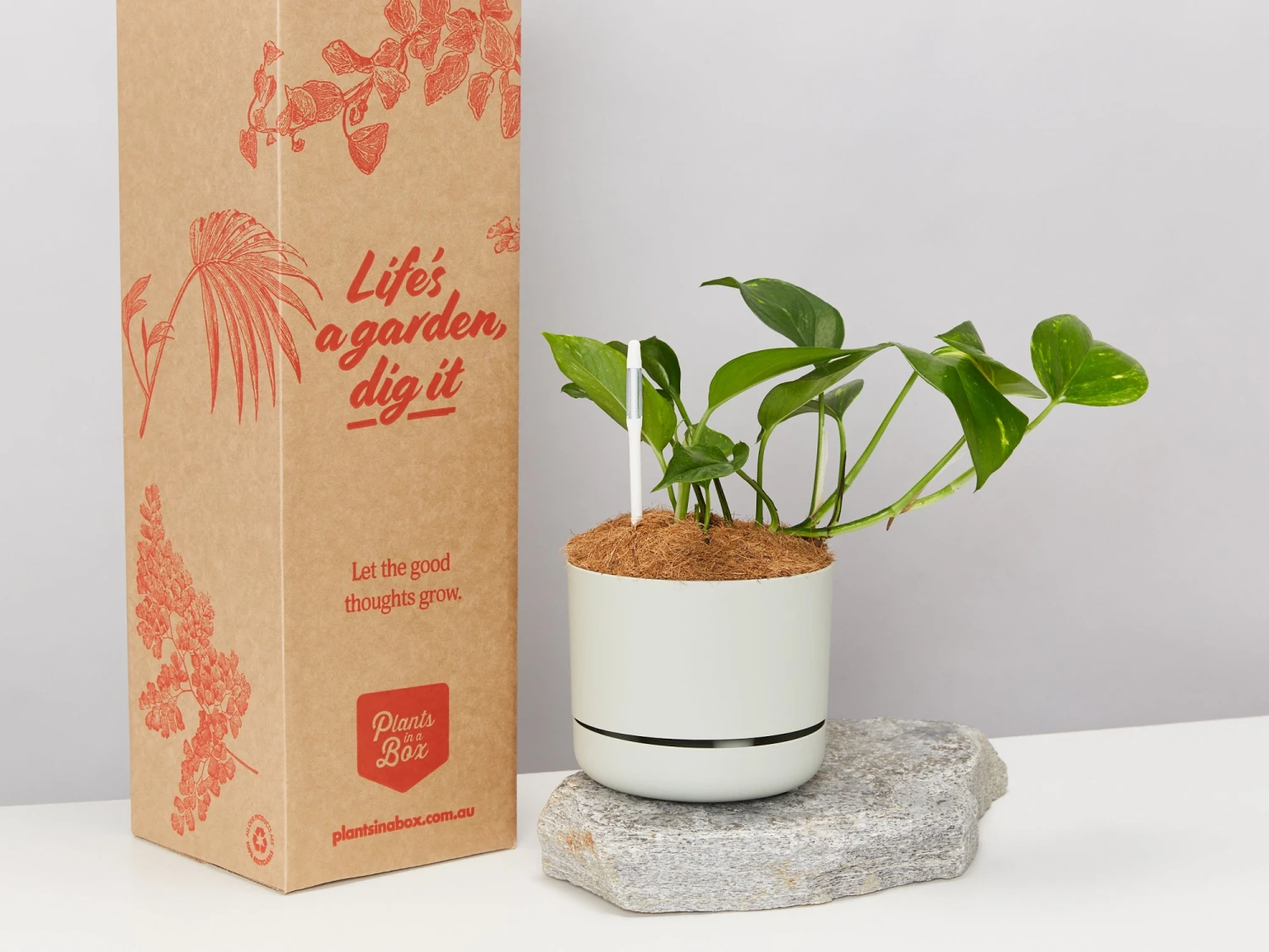 Houseplant Beginners Gift Box 🎁 - Sustee Included - Image 3