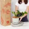 Houseplant Beginners Gift Box 🎁 - Sustee Included