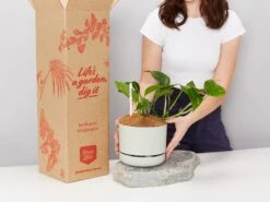 Houseplant Beginners Gift Box 🎁 - Sustee Included
