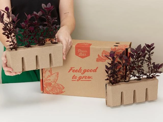 Alternanthera Dentata Little Ruby™