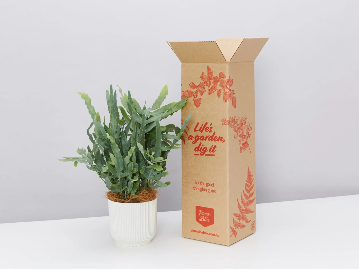 Elho Eco Friendly ♻️Gift Box - Fern Varieties