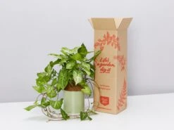 Potted Houseplant Varieties - In Sage Vessel