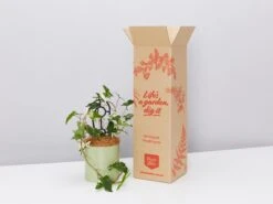 Potted Syngonium Fantasy - In Sage Vessel