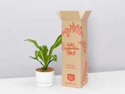 Dracaena Burley - Pot + Plant + Soil
