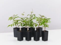 Pandorea Jasminoides