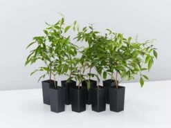 Pandorea Pandorana Snowbells