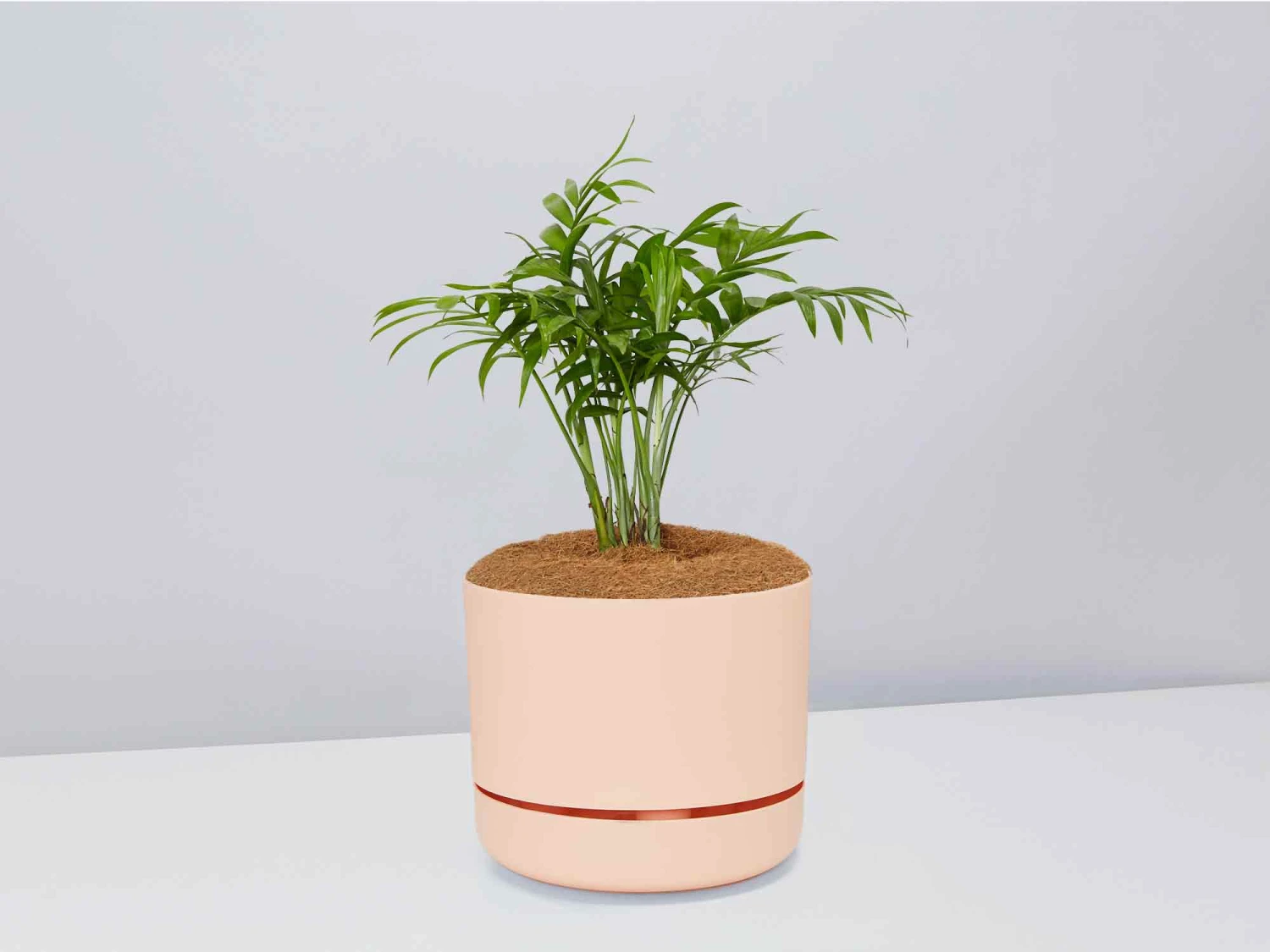 Palm + Pot + Plant + Soil - Image 5
