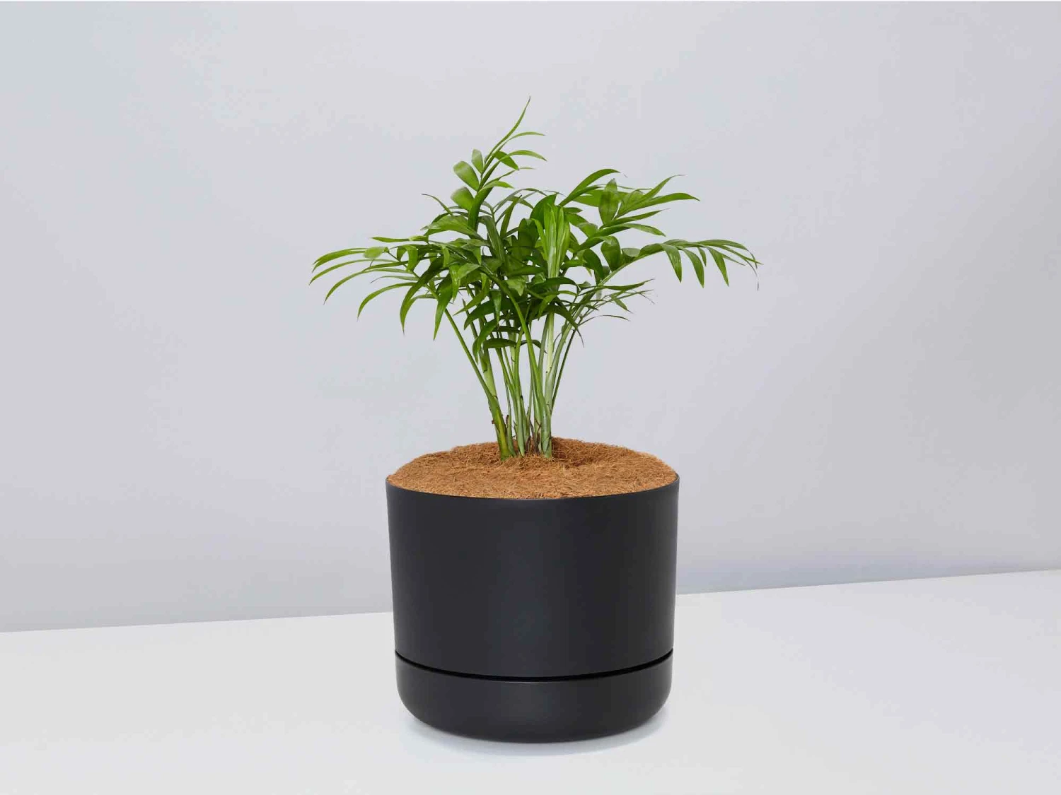 Palm + Pot + Plant + Soil - Image 9