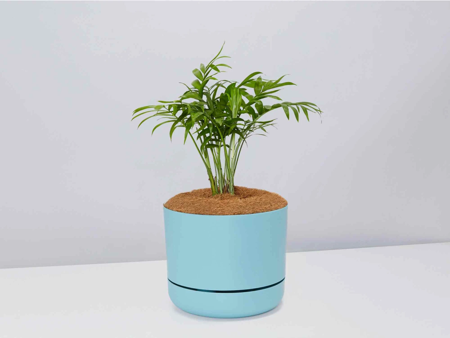 Palm + Pot + Plant + Soil - Image 6