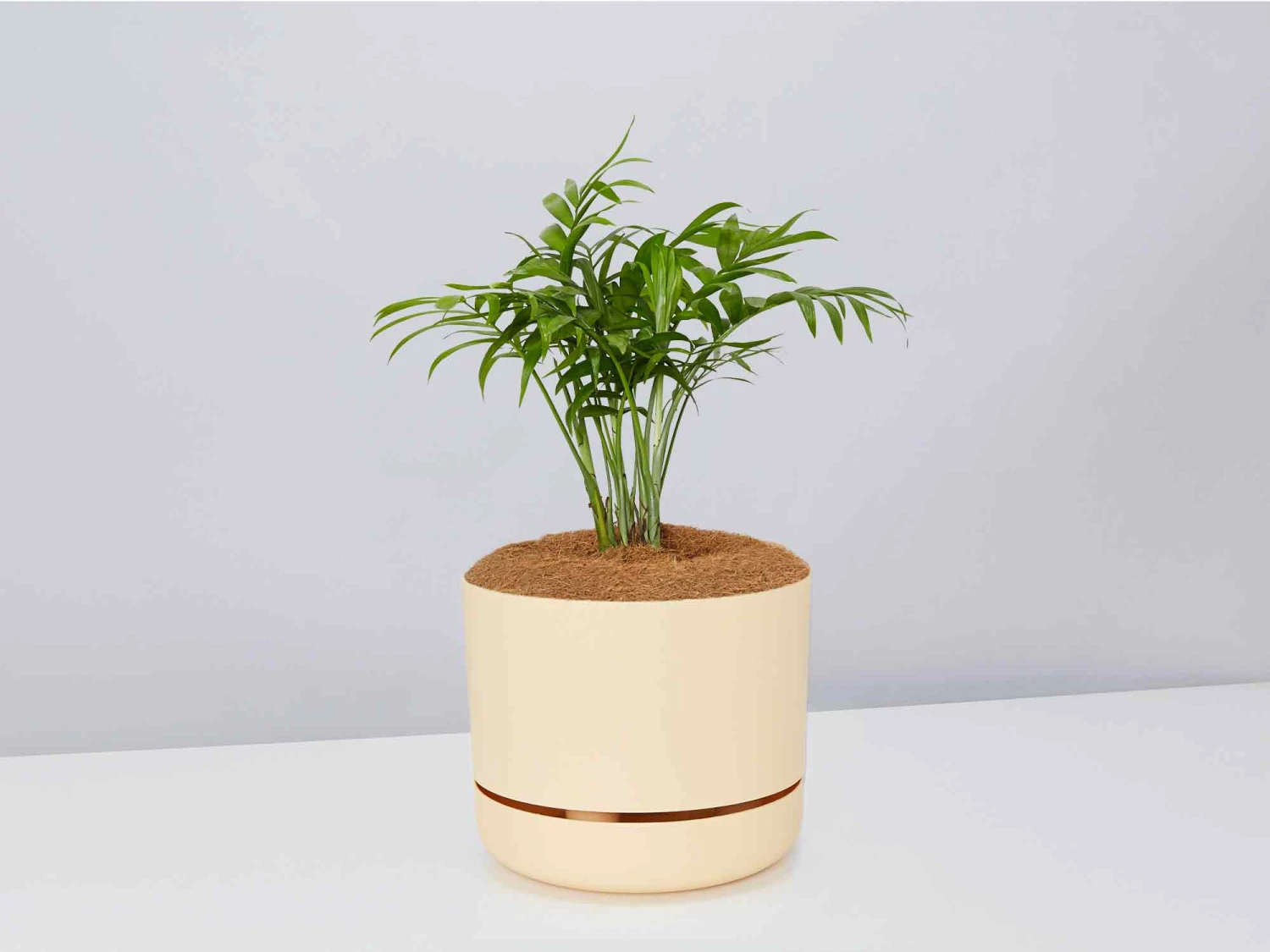 Palm + Pot + Plant + Soil - Image 4