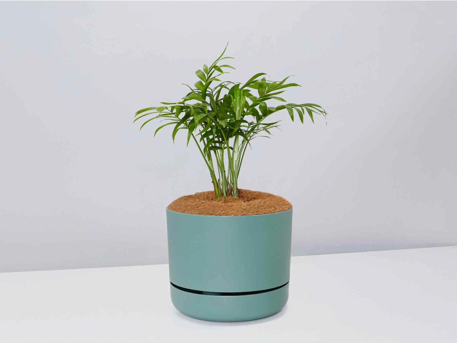 Palm + Pot + Plant + Soil - Image 11