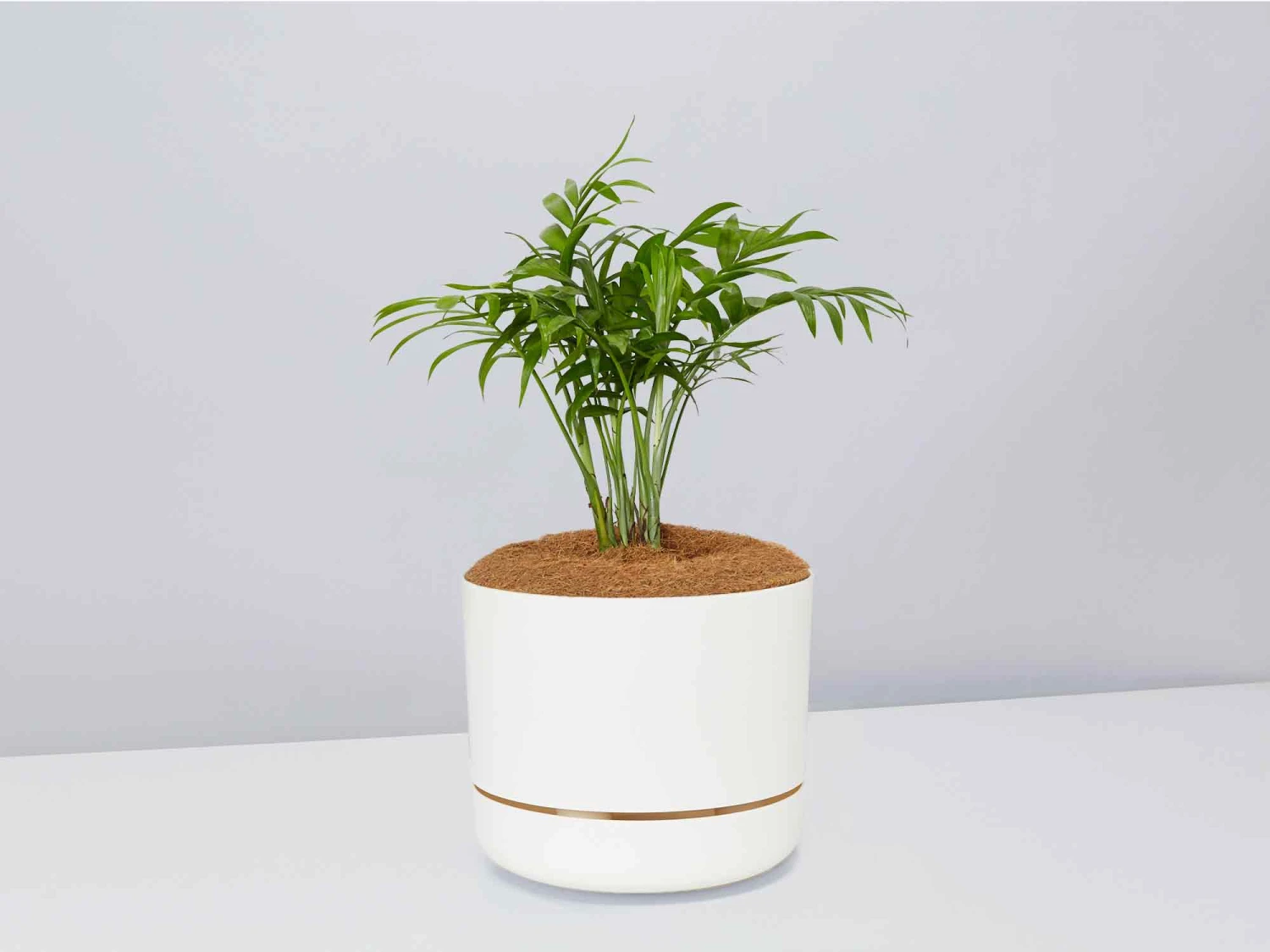 Palm + Pot + Plant + Soil - Image 3