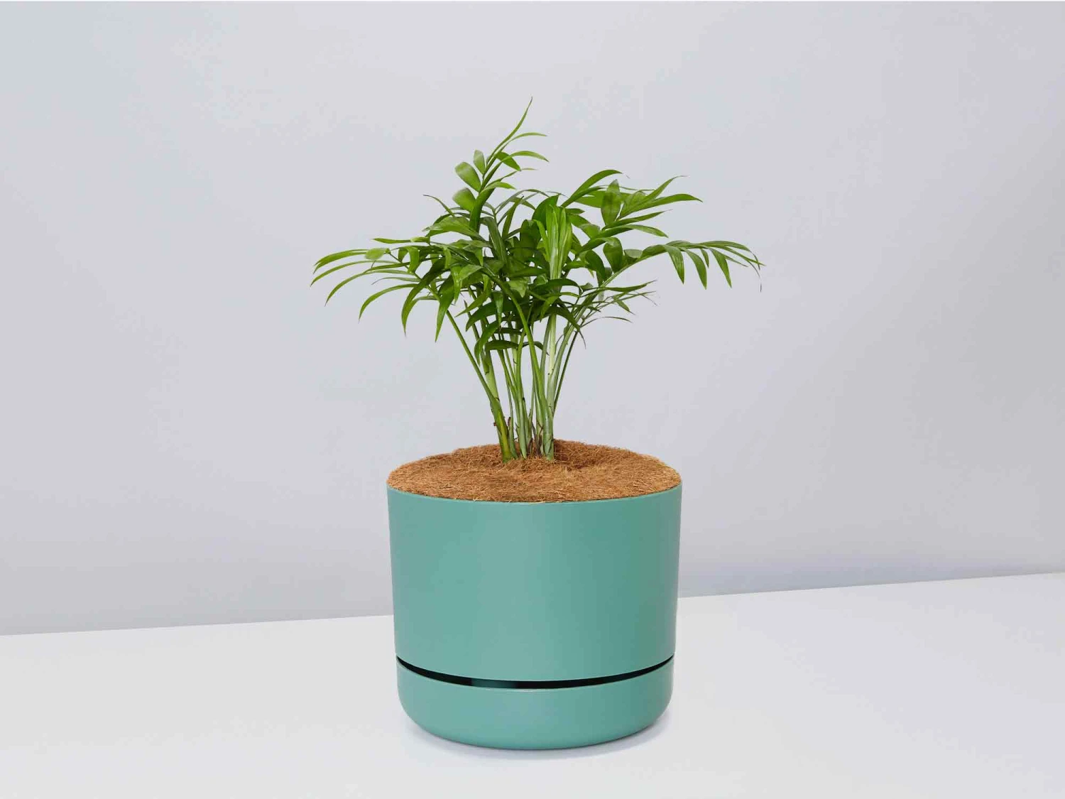 Palm + Pot + Plant + Soil - Image 10