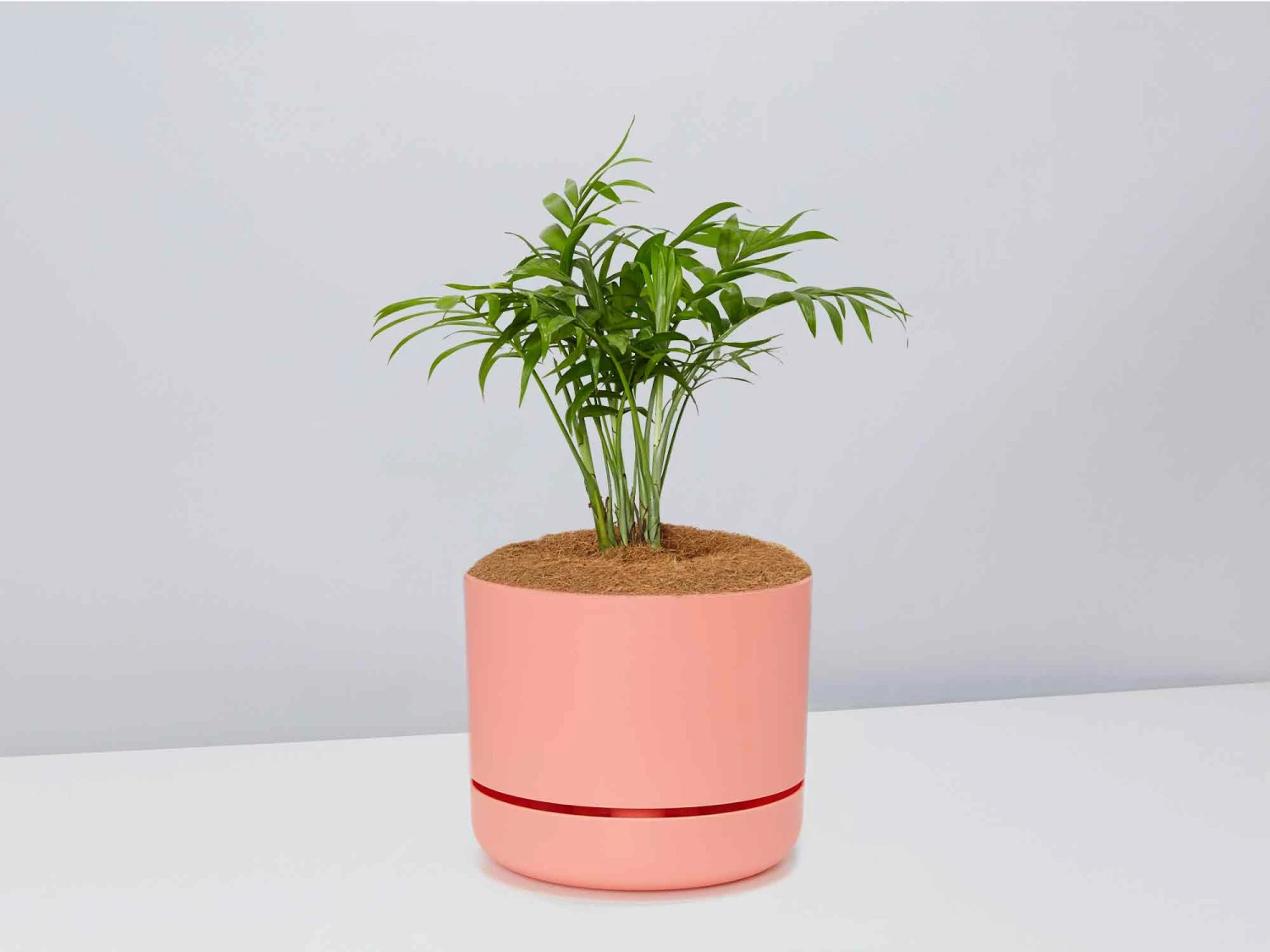 Palm + Pot + Plant + Soil - Image 13