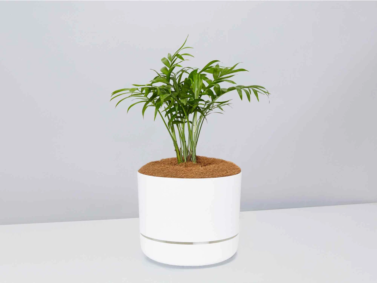 Palm + Pot + Plant + Soil - Image 12