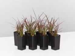 Pennisetum Advena Rubrum Dwarf