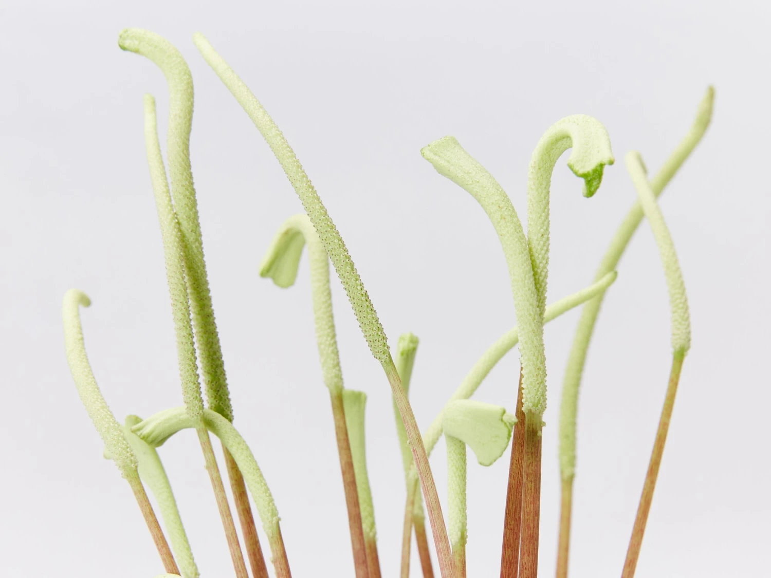 Peperomia Caperata Lilian - Image 5