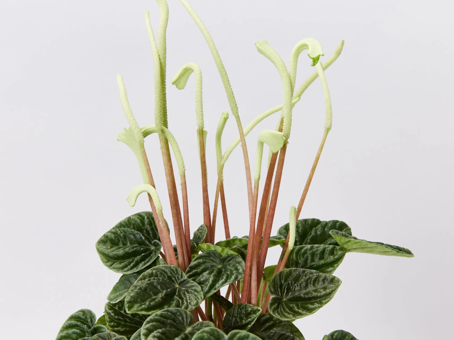 Peperomia Caperata Lilian