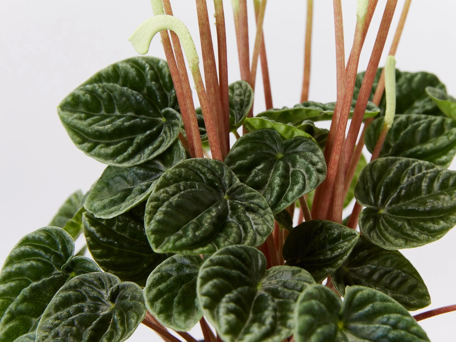 Peperomia Caperata Lilian - Image 3