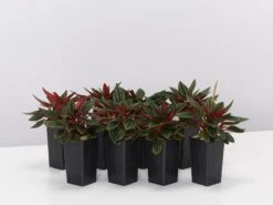 Peperomia Caperata Rosso