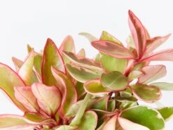 Peperomia Jelly - Pot + Plant + Soil