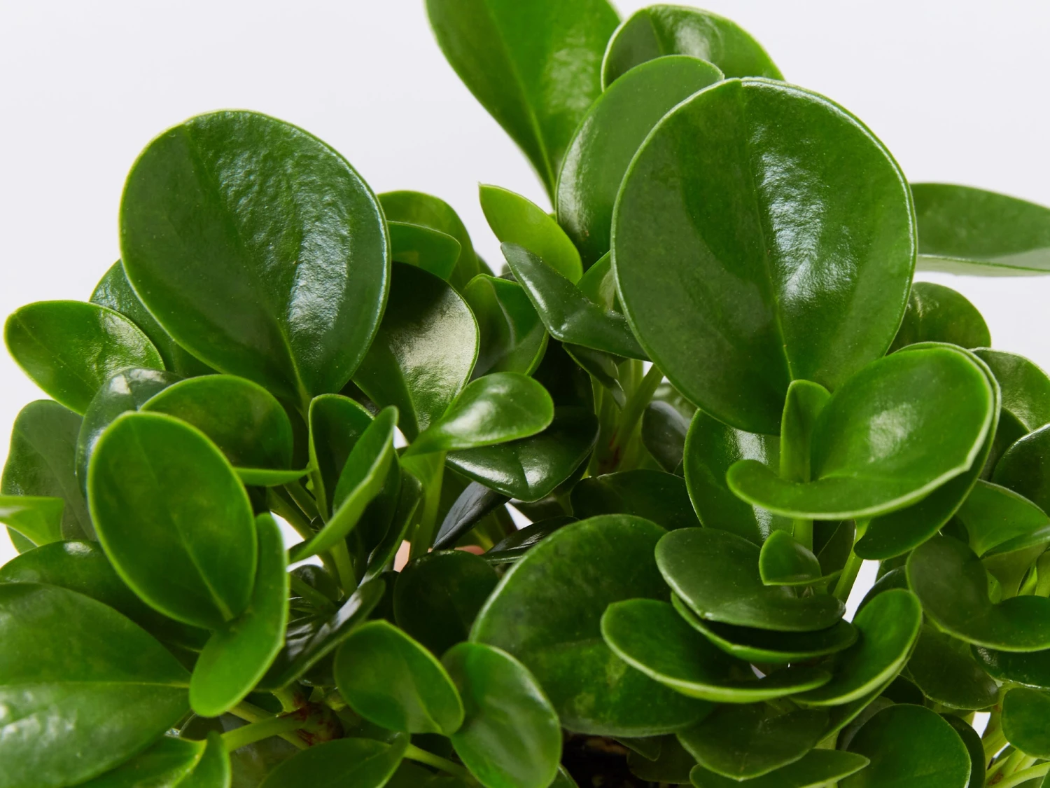 All About Peperomia Pack - Image 3