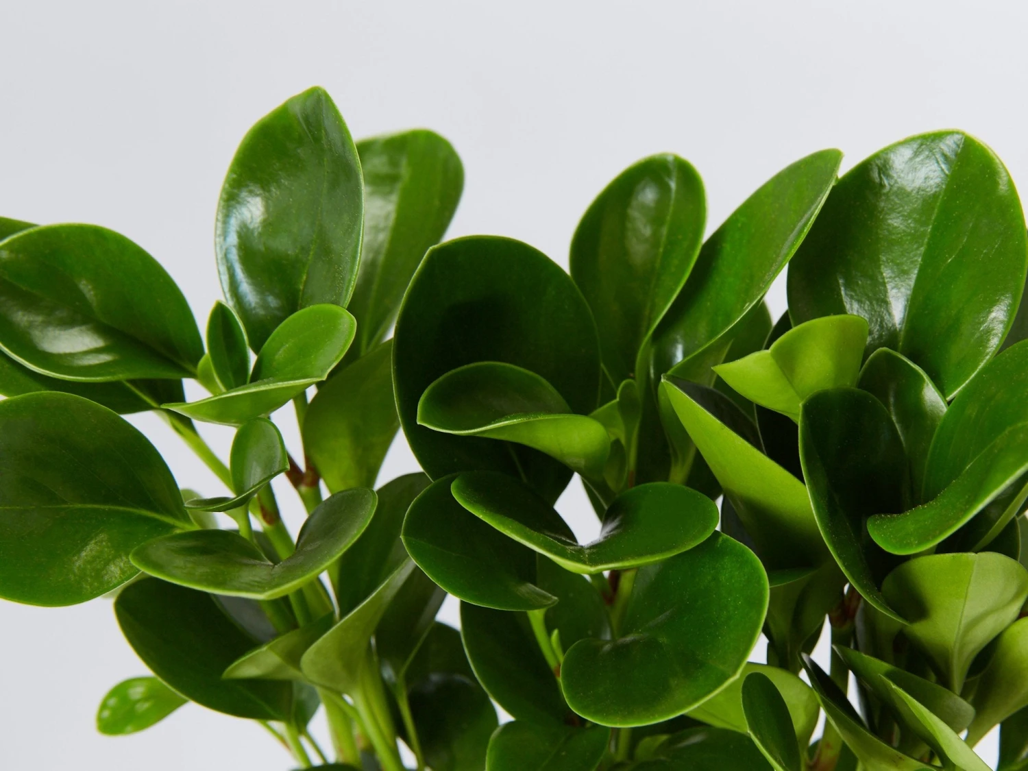 Peperomia Obtusifolia Lime - Image 2