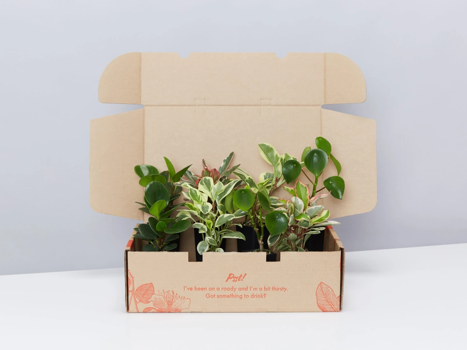 All About Peperomia Pack