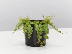 Peperomia Prostrata The String Of Turtles š¢