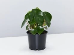 Coin Leaf Peperomia - Pot + Plant + Soil