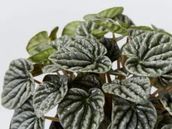 Peperomia Caperata Emerald Ripple