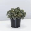 Peperomia Silver Ripple - Pot + Plant + Soil