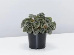 Peperomia Silver Ripple - Pot + Plant + Soil