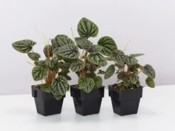 Peperomia Caperata Silver Beauty