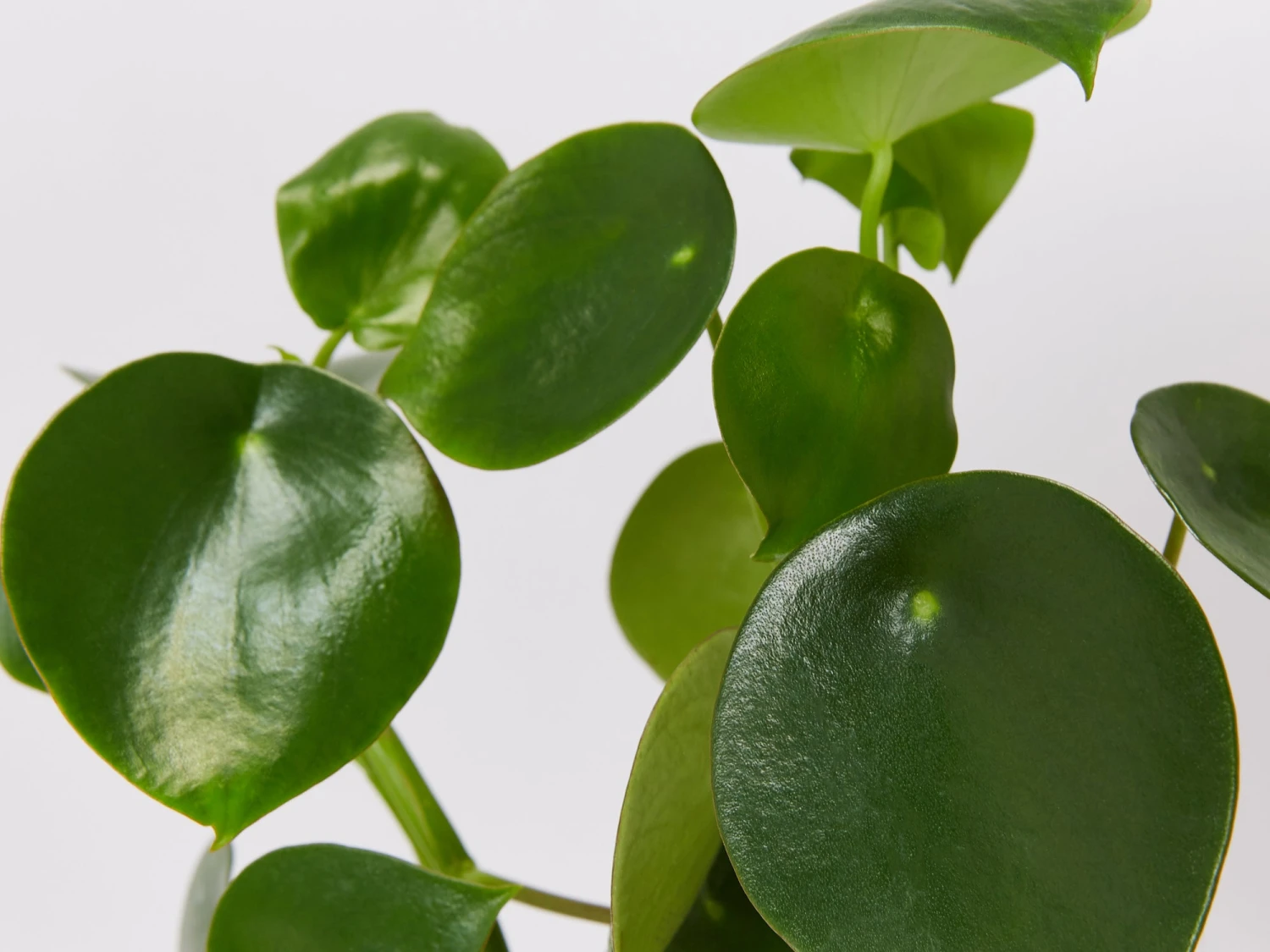 All About Peperomia Pack - Image 7