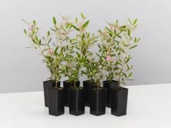 Phebalium Woombye Pink