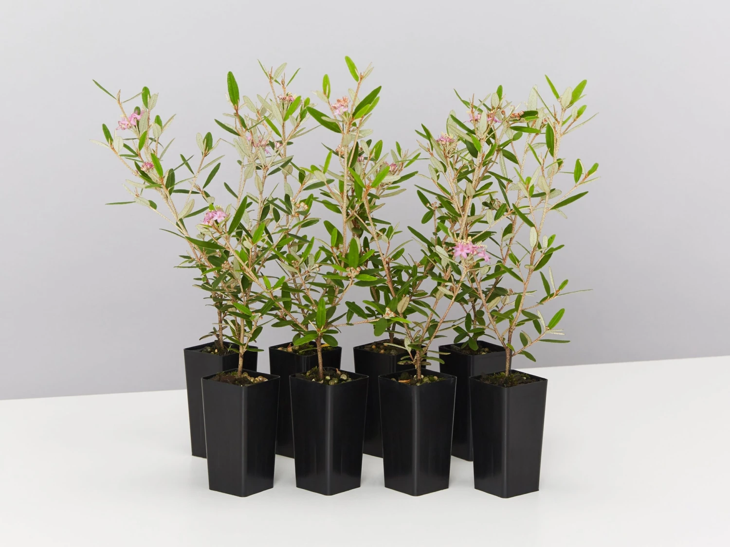 Phebalium Woombye Pink