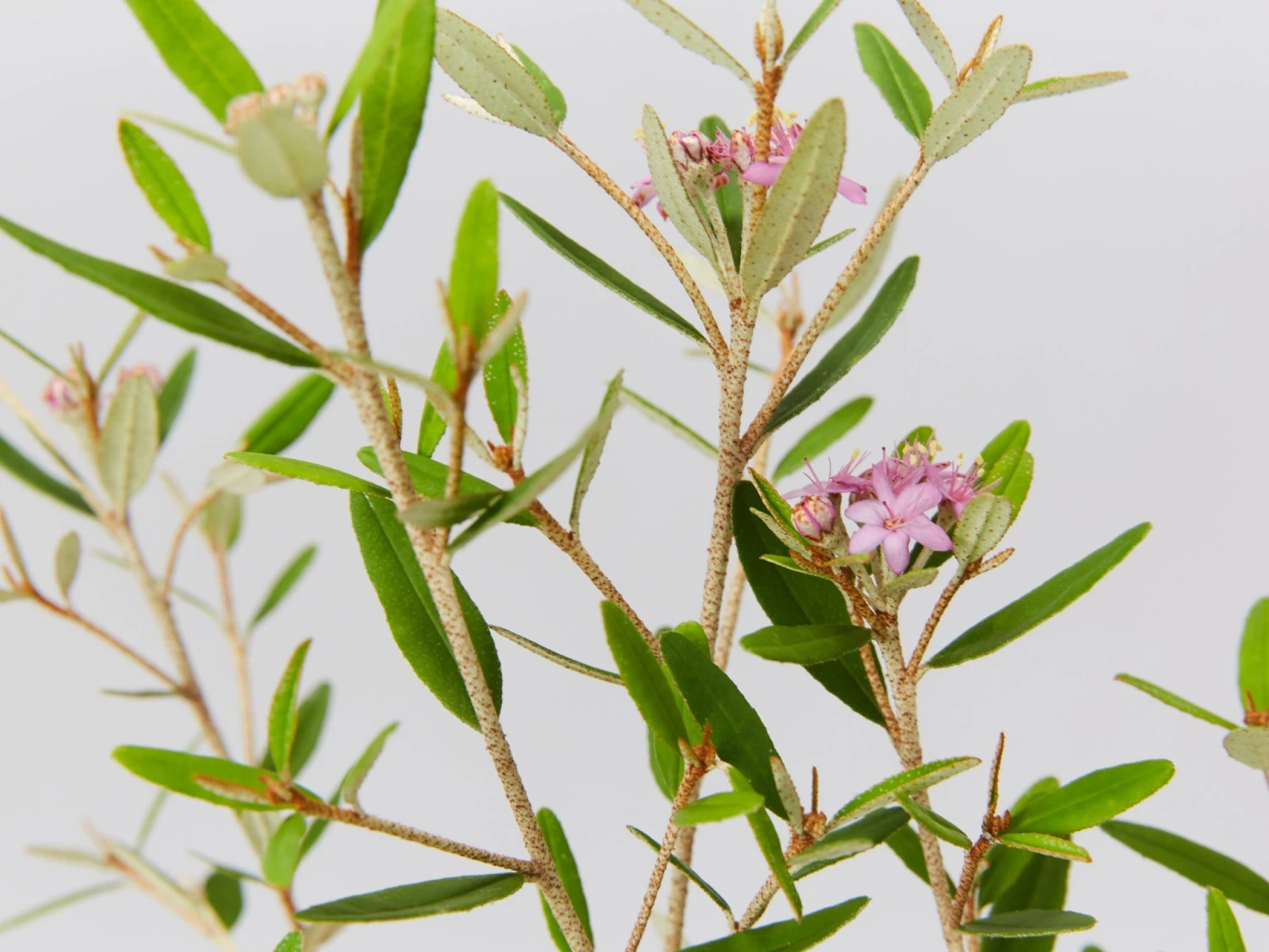 Phebalium Woombye Pink - Image 2