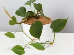 Heart Leaf Philodendron - Pot + Plant + Soil