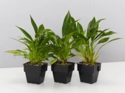 Philodendron Little Philā¢