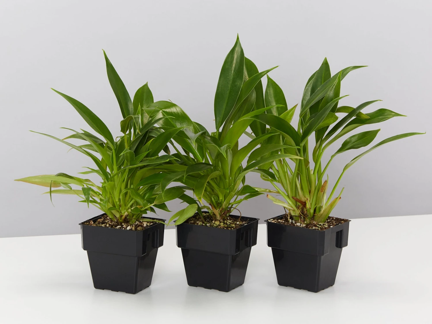 Philodendron Little Phil™