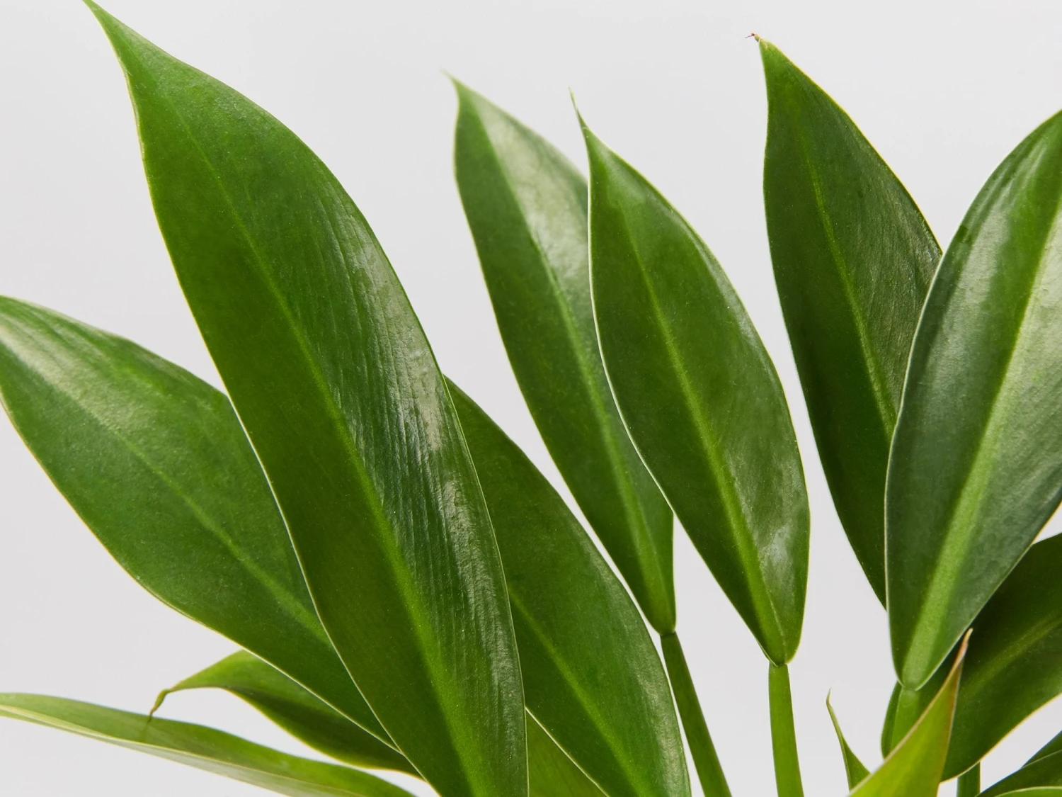 Philodendron Little Phil™ - Image 3