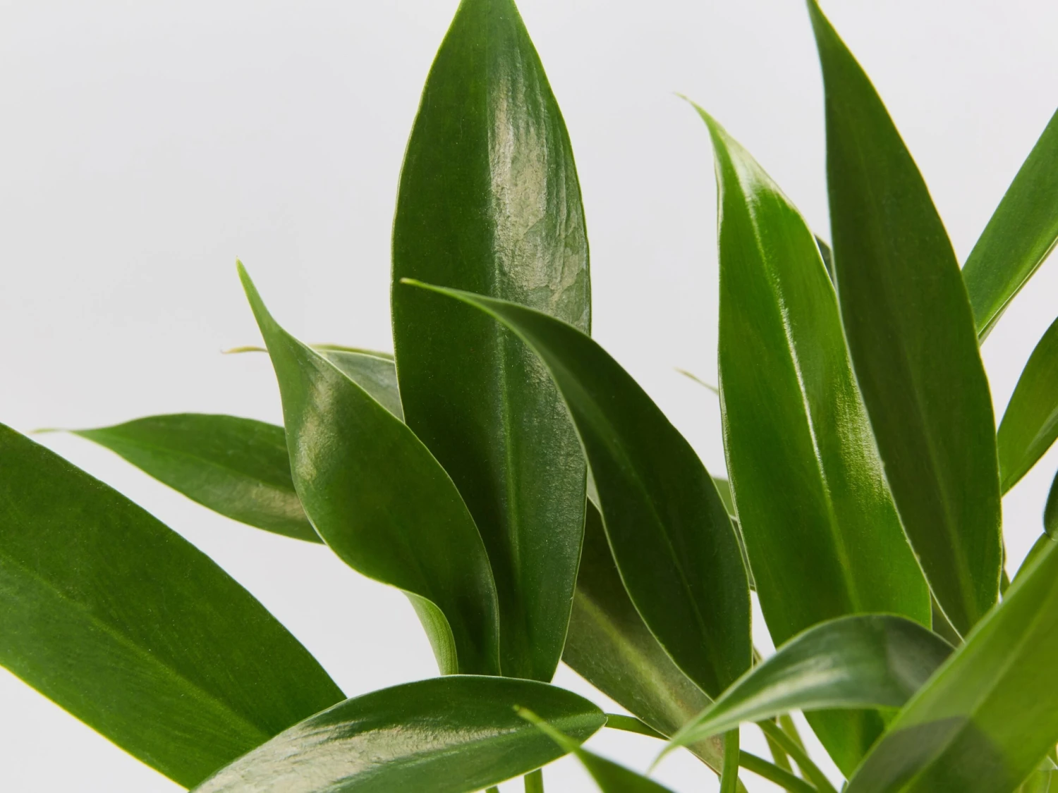 Philodendron Little Phil™ - Image 6