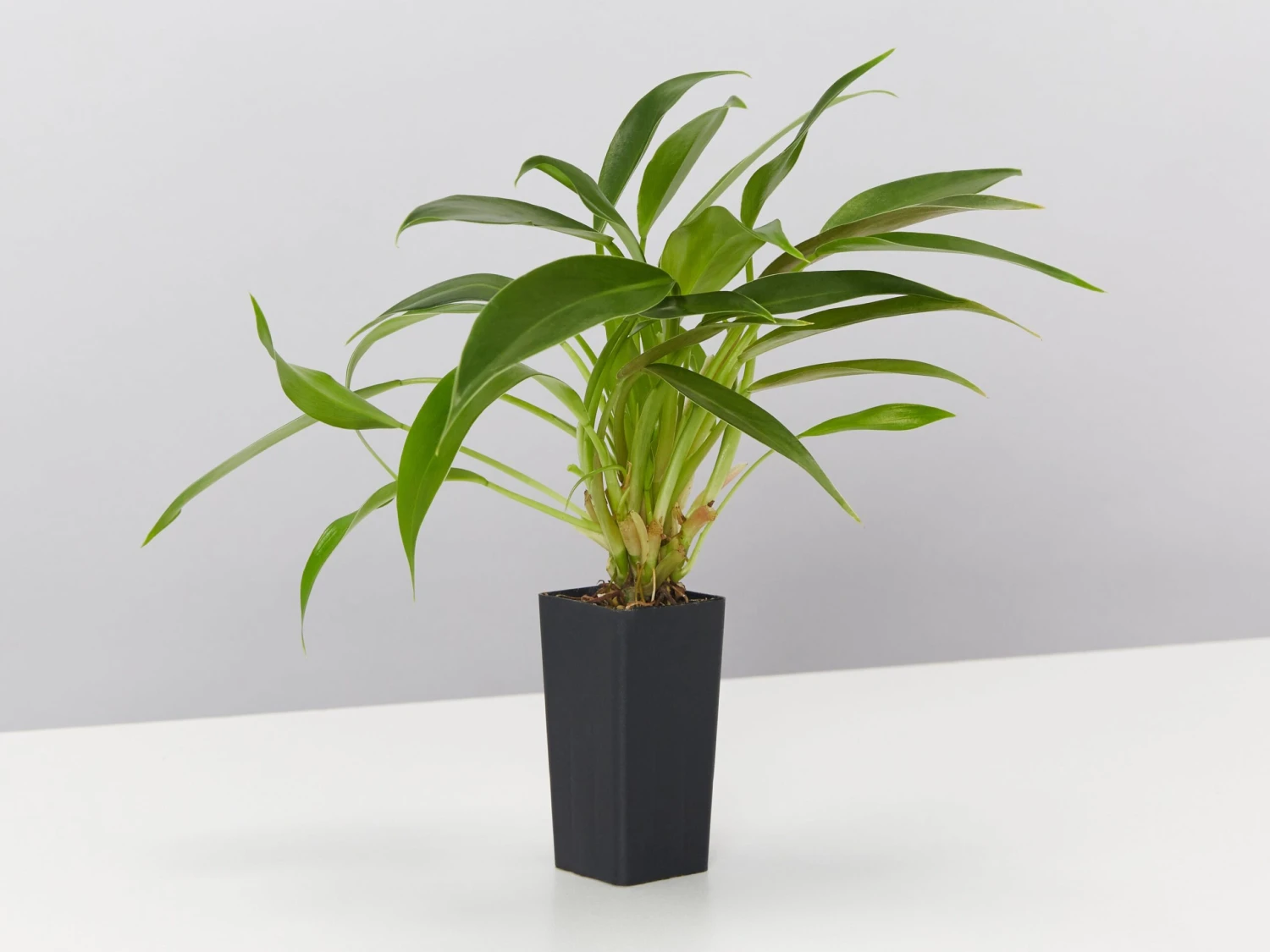 Philodendron Little Phil™ - Image 4