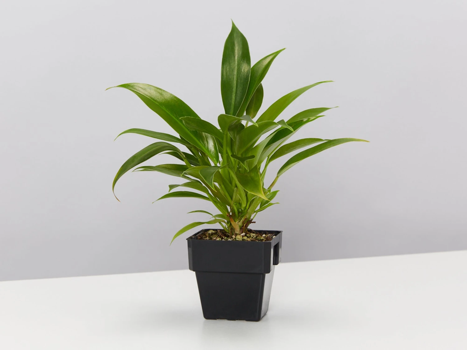 Philodendron Little Phil™ - Image 5