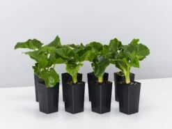 Philodendron Super Atom