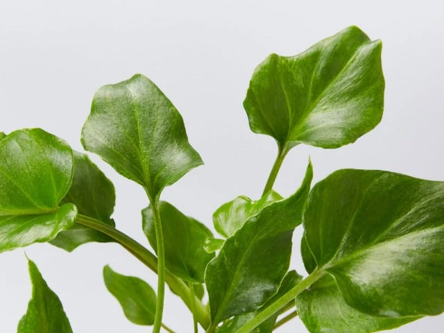 Philodendron Xanadu - Image 6