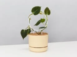 The Circle-O Plant Support Stake