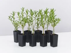 Philotheca Myoporoides Winter Rouge